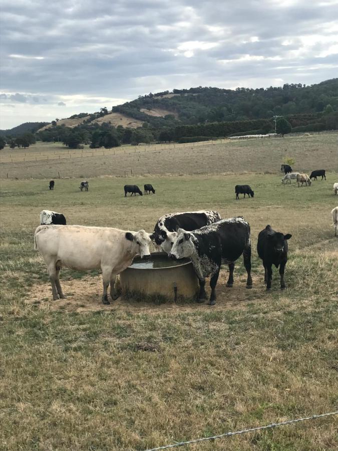 The Yarra Valley Couple Escape Ярра-Глен Экстерьер фото